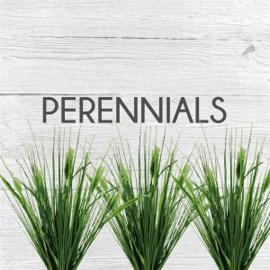 Perennials / Small Shrubs