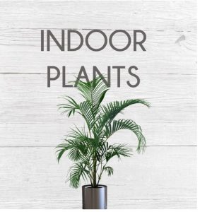 Indoor / Pot Plants