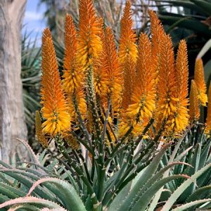 Aloe GOLD SPARKLE 15lt