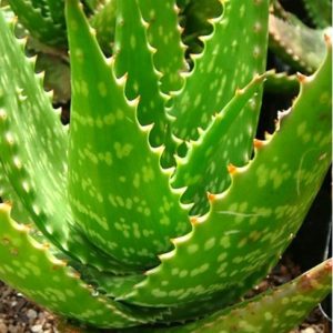 Aloe FRECKLES 5lt