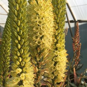 Aloe LEMON MERINGUE 15lt