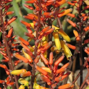 Aloe LITTLE JEWEL 5lt