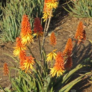 Aloe ORANGE EXPRESS 5lt