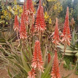 Aloe PINKY 5lt