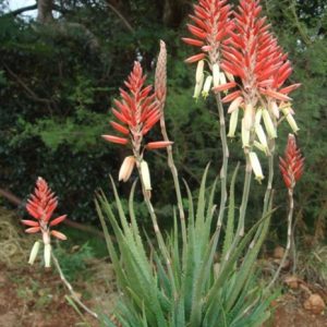 Aloe PORCUPINE 4lt