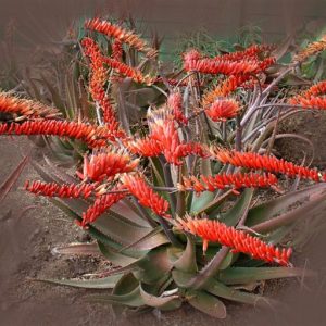 Aloe RED HORIZON 15lt