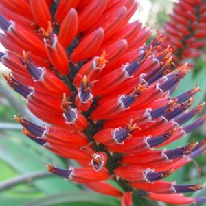 Aloe RED PARADE 15lt