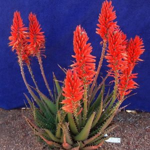 Aloe RED ROOSTER 5lt