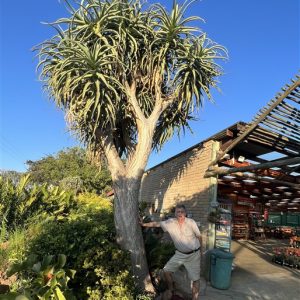 Aloe SAMSON 15lt/20lt