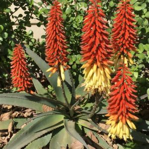 Aloe SUNRISE 5lt