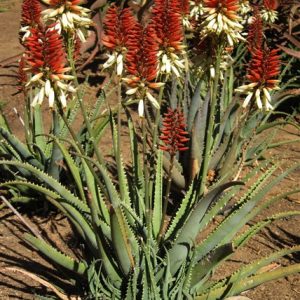 Aloe TWICE AS NICE 4lt