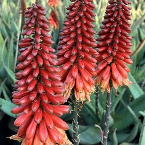 Aloe TIGER EYE RED 15lt