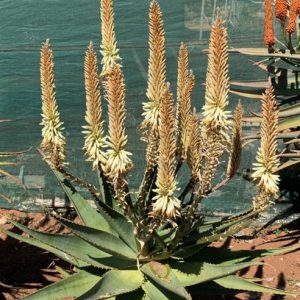 Aloe WHITE RHINO 15lt