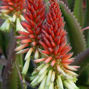 Aloe ZELDA 5lt