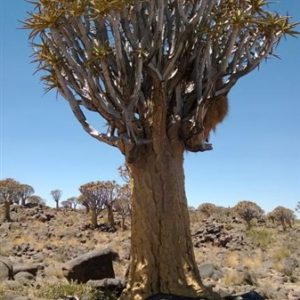 Aloidendron dichotomum 50lt