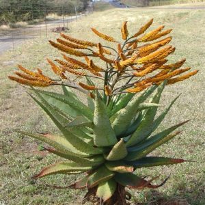 Aloe marlothii 15lt