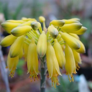 Aloe zubb-YELLOW 15cm