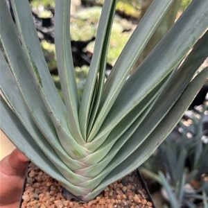 Aloe Plicatilis 15cm