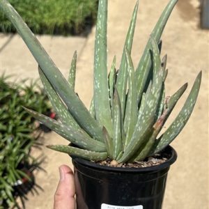 Aloe vera 15lt