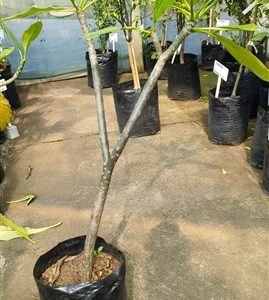 Plumeria rubra (FRANGIPANI) 40lt
