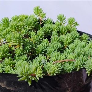 Sedum hispanicum 12cm