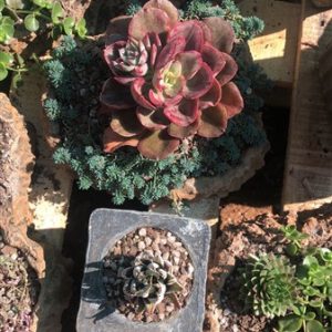 PUPOT SMALL SUCCULENT MIX
