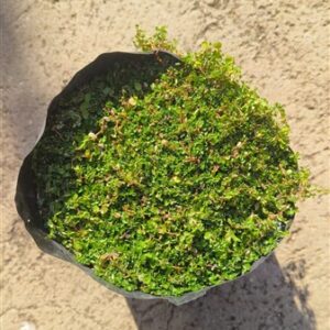 Soleirolia soleirolii PEACE IN THE HOME 3lt