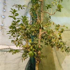 Heteropyxis natalensis (LAVENDER TREE) 100lt