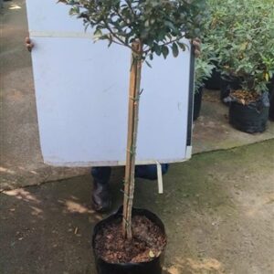 Syzygium paniculatum STD 10lt