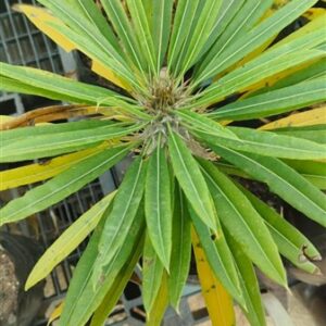 Pachypodium lamerei 15lt