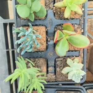 SUCCULENTS MIX IN SMALL POT