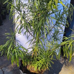 Podocarpus henkelii 20lt