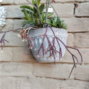 SUCCULENT POO POT MIXED