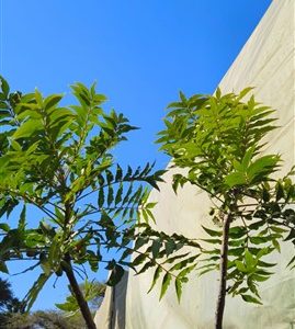 Harpephyllum caffrum 20lt