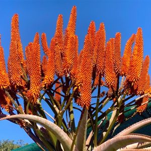 Aloe GIANT ORANGE 15lt