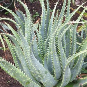 Aloe KNERSIS 5lt