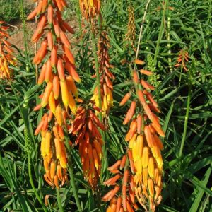 Aloe LITTLE EASY 4lt