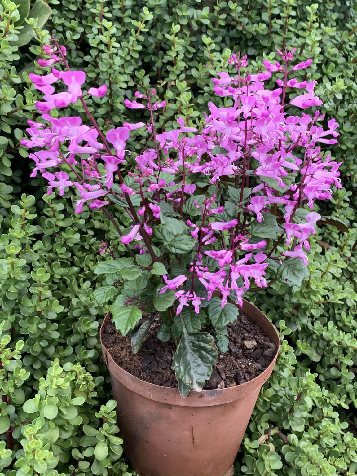 Plectranthus MAGIC MONA PINK 15cm - CND Nursery