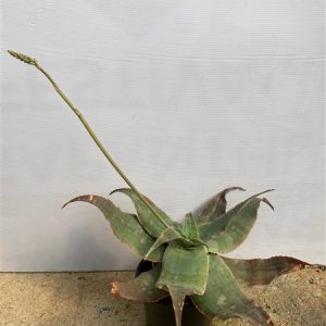 Aloe imatolensis 12cm