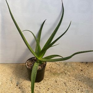 Aloe tauhrii 12cm