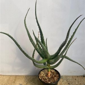 Aloe volkensii red 12cm