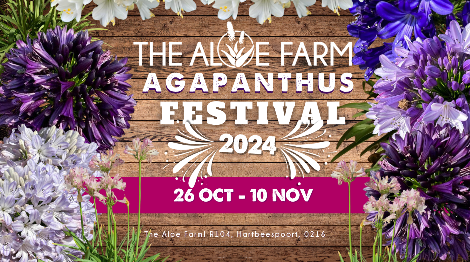 Agapanthus Festival 2024 CND Nursery