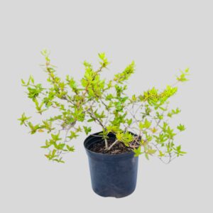 Abelia grandiflora LEMON & LIME 15cm