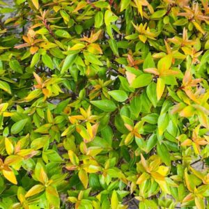 Abelia grandiflora LEMON & LIME 15cm