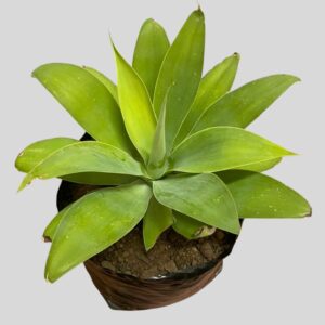 Agave attenuata 10lt