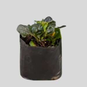 Ajuga purpurea CATLINS GIANT 3lt