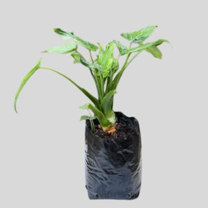 Alocasia cuculata 4lt