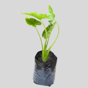 Alocasia macrorrhiza 10lt
