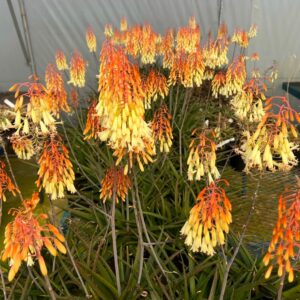 Aloe Madagascar 17cm