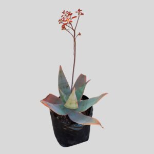 Aloe striata 5lt